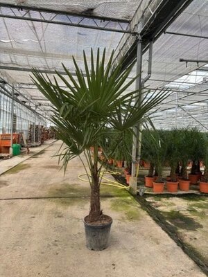 Trachycarpus Fortunei (15L pot)