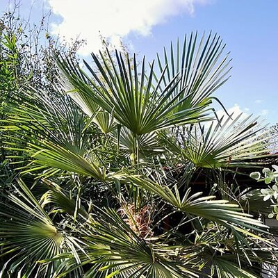 Trachycarpus fortunei (5L pot) - Photo by Peter Chadzidocev (CC BY-SA 4.0)