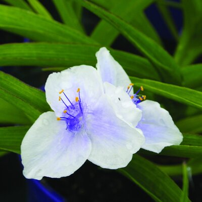 Tradescantia 'Osprey' - Image courtesy of Schram 