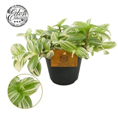 Tradescantia 'Brightness' - Image courtesy of Pannebakker
