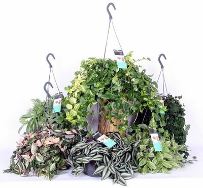 Tradescantia mix (18cm pot)