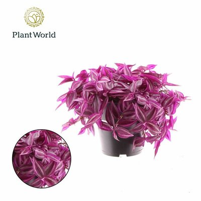 Tradescantia 'Pink Paradise' - Image courtesy of Pannebakker