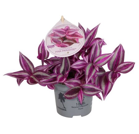Tradescantia 'Pink Paradise' - Image courtesy of Pannebakker