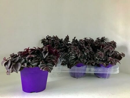 Tradescantia 'Purple Passion' (12cm pot)