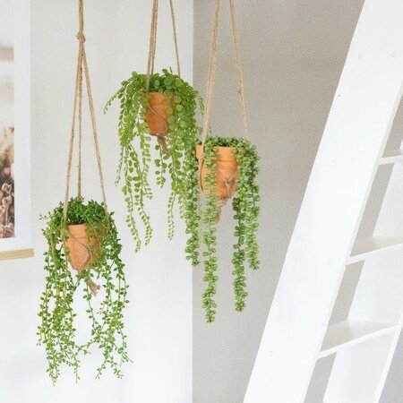 Trailing plants with hanger - image 2