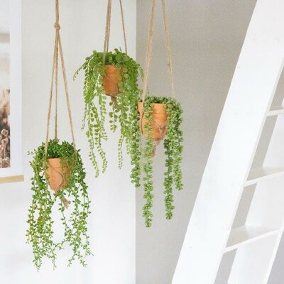 Trailing plants with hanger - image 2