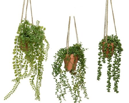 Trailing plants with hanger - image 1