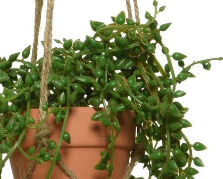 Trailing plants with hanger - image 3