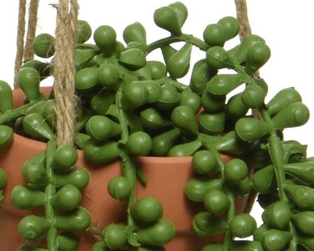 Trailing plants with hanger - image 4