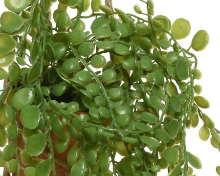 Trailing plants with hanger - image 5