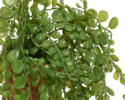 Trailing plants with hanger - image 5