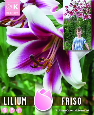 Tree Lilium 'Friso' (3)
