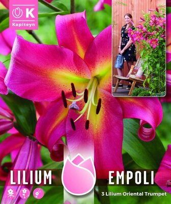 Tree Lilium Pack 'Empoli' - Image courtesy of Kapiteyn