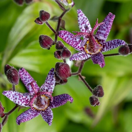 Tricyrtis 'Pink Freckles' - Image courtesy of RHS Garden Rosemoor here under fair use