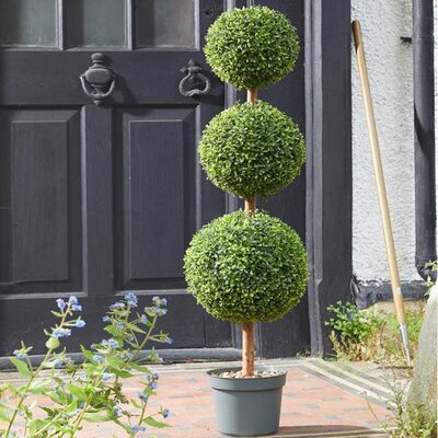 Trio Topiary Tree (120cm)