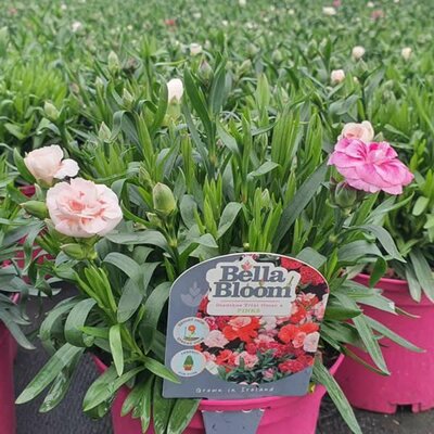 Trixi Dianthus Oscar 4 (1L pot)