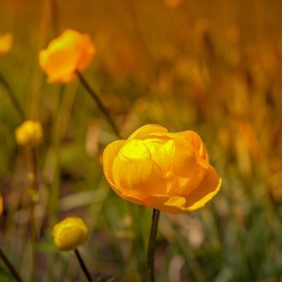 Trollius chinensis 'Golden Queen' - Image by analogicus from Pixabay  