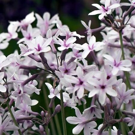 Tulbagia 'Purple Eye' - Extract from public image here under fair use