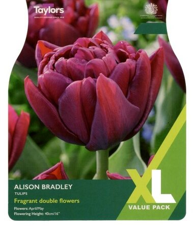 Tulip Alison Bradley XL - Image courtesy of Taylors Bulbs
