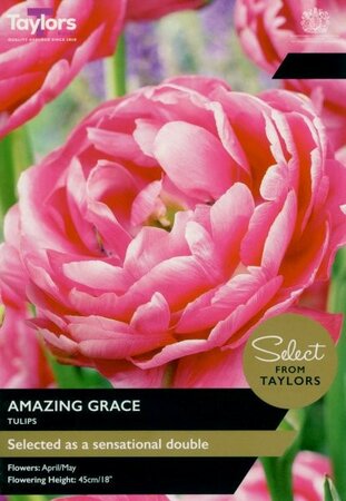 Tulip Amazing Grace - Image courtesy of Taylors Bulbs