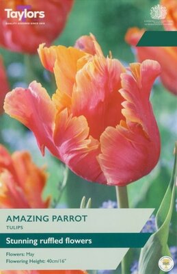 Tulip Amazing Parrot - Image courtesy of Taylors Bulbs