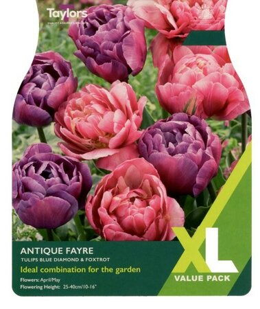 Tulip Antique Fayre XL - Image courtesy of Taylors Bulbs