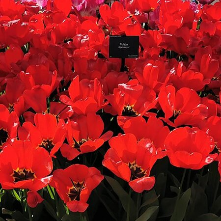 Tulip Apeldoorn - Photo by Netha Hussain (CC0 1.0)