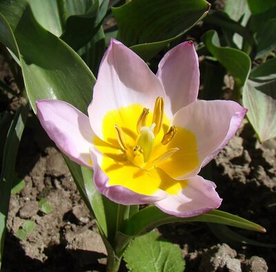 Tulip Bakeri 'Lilac Wonder' - Photo by Yuriy75 (CC BY-SA 3.0)