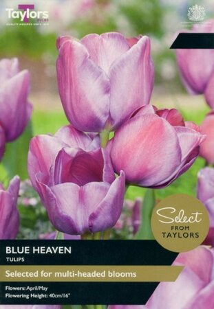 Tulip 'Blue Heaven' (7 bulbs)