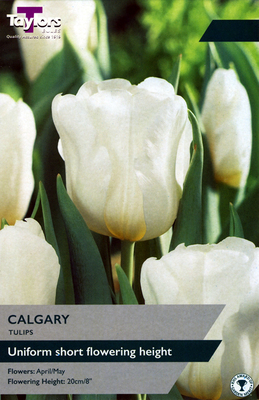 Tulip 'Calgary'