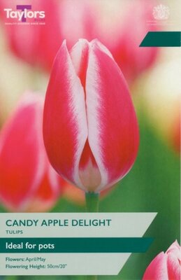 Tulip 'Candy Apple Delight'