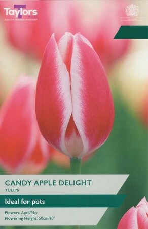 Tulip Candy Apple Delight - Image courtesy of Taylor's Bulbs