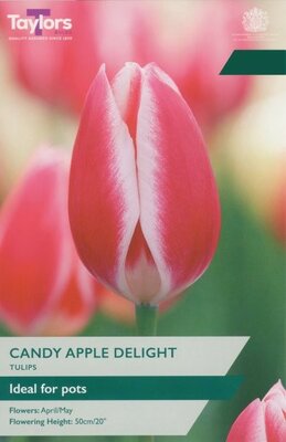 Tulip Candy Apple Delight - Image courtesy of Taylor's Bulbs