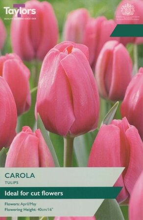 Tulip Carola - Image courtesy of Taylors Bulbs