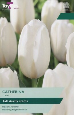 Tulip Catherina - Image courtesy of Taylors Bulbs