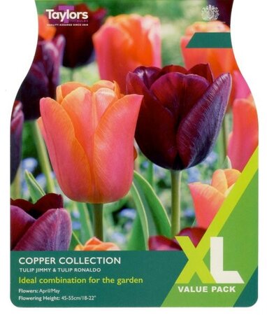 Tulip Copper Collection XL - Image courtesy of Taylor's Bulbs