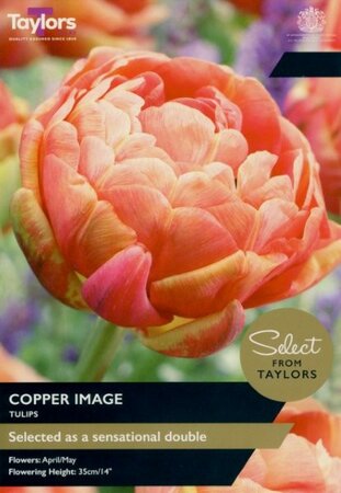 Tulip 'Copper Image' (6 bulbs)