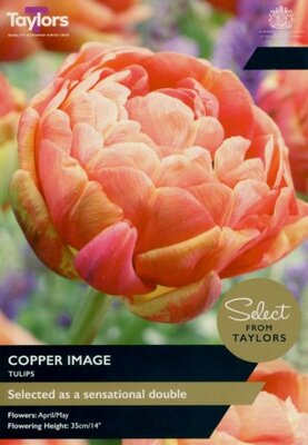 Tulip 'Copper Image'