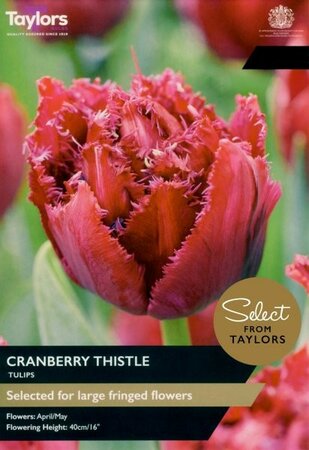 Tulip Cranberry Thistle - Image courtesy of Taylors Bulbs