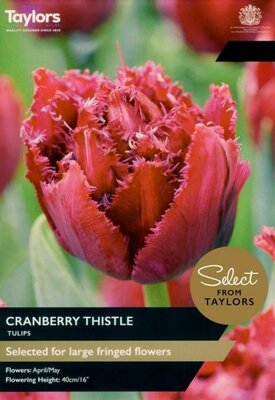 Tulip Cranberry Thistle - Image courtesy of Taylors Bulbs