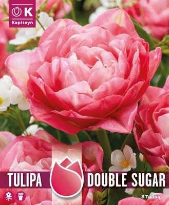 Tulip Double Sugar (8 bulbs)