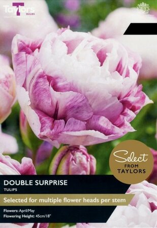 Tulip Double Surprise - Image courtesy of Taylors Bulbs