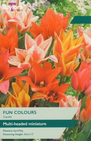 Tulip 'Fun Colours' (9 bulbs)