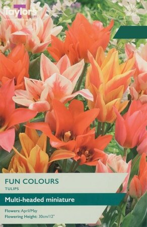 Tulip Fun Colours - Image courtesy of Taylor's Bulbs
