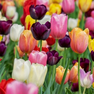Tulip Garden Mixed - Image courtesy of Taylor's Bulbs