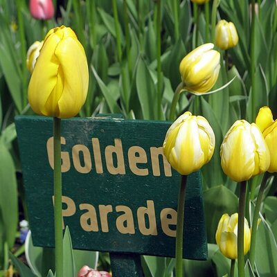 Tulip 'Golden Parade' - Photo by Екатерина Борисова (CC BY-SA 4.0)