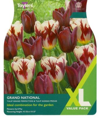 Tulip Grand National XL - Image courtesy of Taylor's Bulbs