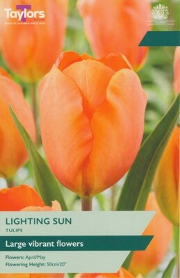 Tulip 'Lighting Sun'