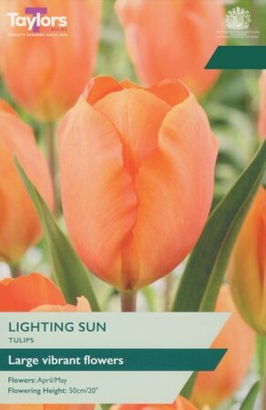 Tulip Lighting Sun - Image courtesy of Taylor's Bulbs