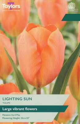 Tulip Lighting Sun - Image courtesy of Taylor's Bulbs